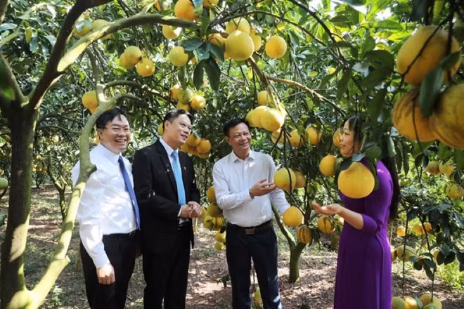 Các đại biểu tham quan vườn cam tại xã Thanh Hải, Lục Ngạn.