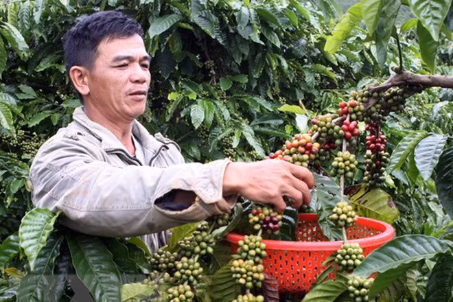 Ảnh minh họa: TTXVN