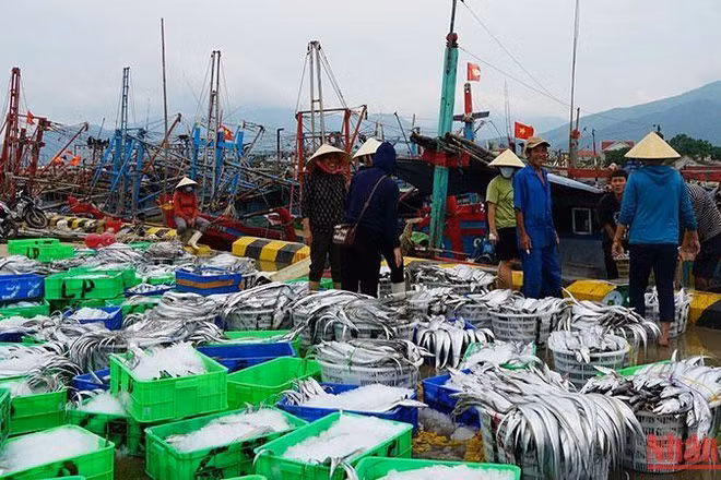 Chạy vào bờ tránh bão, ngư dân Cảnh Dương (Quảng Bình) mang theo đầy khoang tàu cá hố, cá bò.