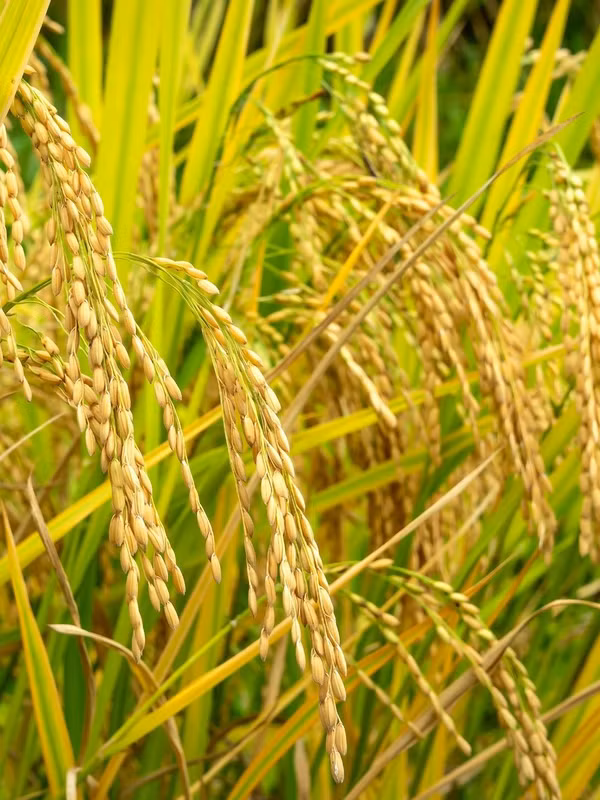 Lúa gạo Việt Nam