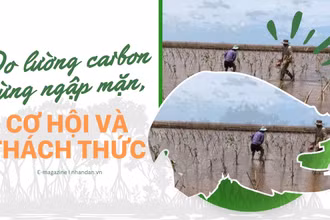 Đo lường carbon rừng ngập mặn, cơ hội và thách thức