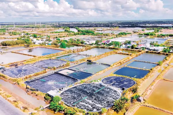 Nhờ nuôi tôm sú ứng dụng công nghệ cao, kinh tế gia đình của nhiều nông dân vùng ven biển tỉnh Vĩnh Long ổn định. 