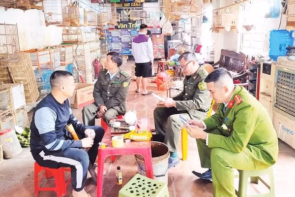 Lực lượng Kiểm lâm tỉnh Bắc Ninh kiểm tra cơ sở kinh doanh chim cảnh. 