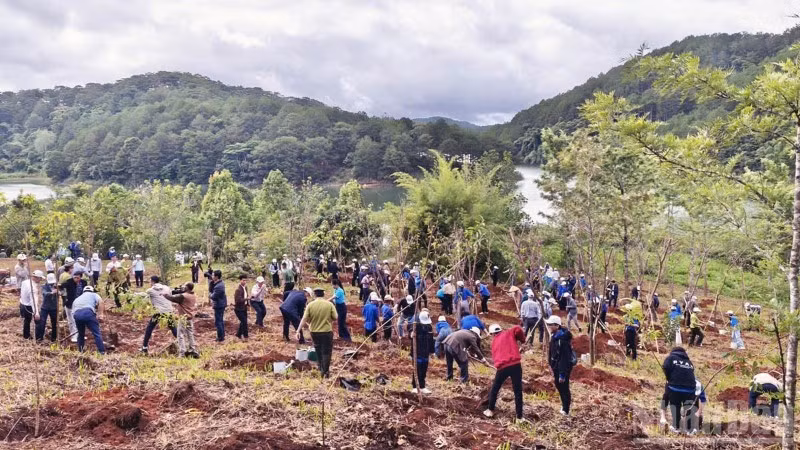 Lâm Đồng đặt mục tiêu trồng 2.345ha rừng tập trung và hơn 1,65 triệu cây phân tán trong năm 2026.