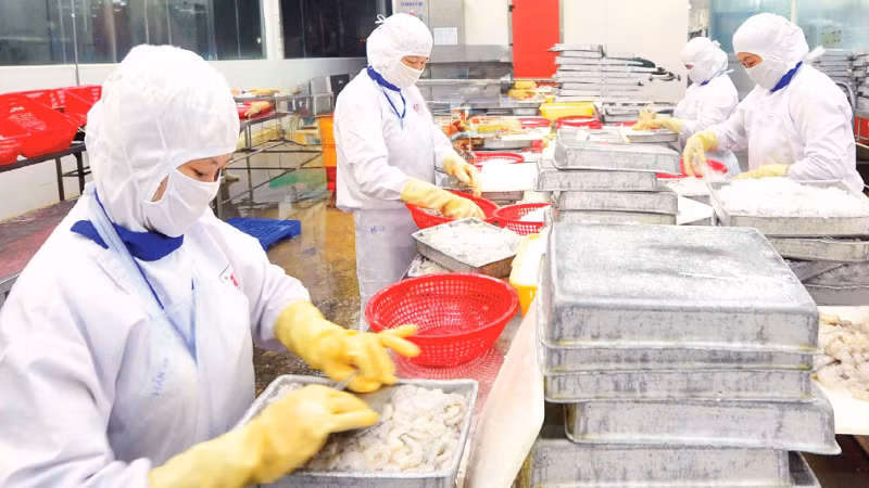 Chế biến tôm xuất khẩu tại doanh nghiệp trên địa bàn thành phố Cần Thơ. (Ảnh: ĐỨC AN)