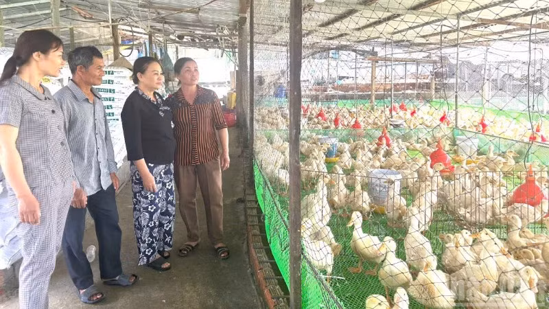 Các hộ chăn nuôi gia cầm cần thực hiện các biện pháp chăn nuôi theo hướng an toàn sinh học.