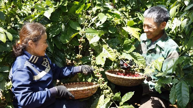 Nông nghiệp tái sinh mở hướng phát triển bền vững cho ngành cà-phê Việt Nam.