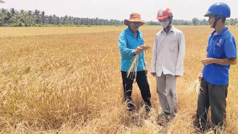 Nhiều diện tích lúa ở tỉnh Vĩnh Long từng bị thiệt hại nặng nề do hạn, mặn. (Ảnh: TTXVN)