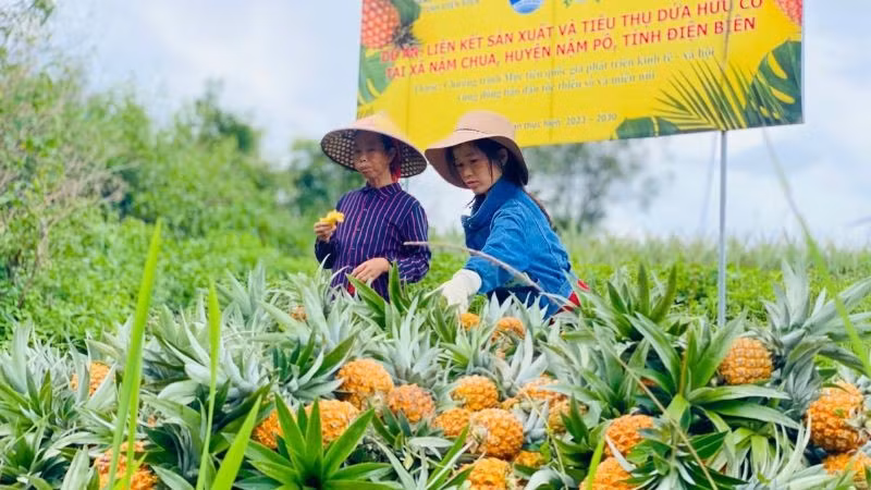 Các hộ dân là đồng bào dân tộc thiểu số xã Nậm Chua, huyện Nậm Pồ thu hoạch dứa.