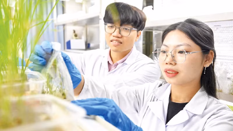 Nghiên cứu sinh Viện Di truyền Nông nghiệp kiểm tra mẫu cây trồng. (Ảnh: THẾ ĐẠI)