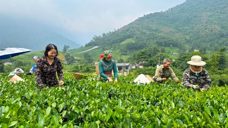 Thái Nguyên định hướng phát triển cây chè thành cây mang lại tổng thu 25.000 tỷ đồng vào năm 2030. (Ảnh: NGỌC TÚ)
