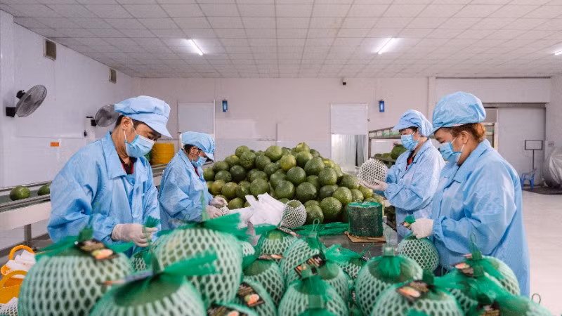 Đóng gói bưởi xuất khẩu tại Công ty Vina T&T Group. (Ảnh: MINH ANH)