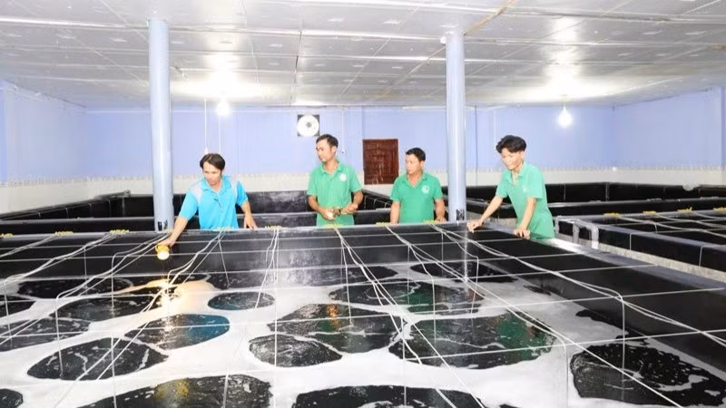 Bộ phận kỹ thuật của doanh nghiệp sản xuất tôm giống tại tỉnh Ninh Thuận kiểm tra quá trình sinh trưởng của tôm giống trong thời gian ương dưỡng.