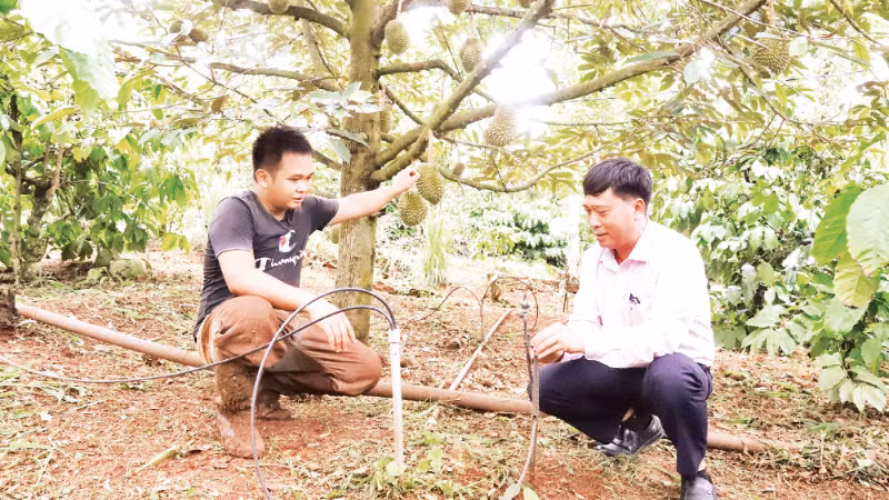 Ứng dụng tưới tiết kiệm nước cho cây sầu riêng ở tỉnh Đắk Lắk. (Ảnh CÔNG LÝ)