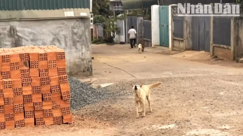 Trong điều kiện thời tiết nắng nóng như hiện nay, người nuôi không nên thả rông chó, mèo ra đường và tiêm vaccine phòng dại cho đàn chó, mèo cũng góp phần ngăn chặn bệnh dại trong cộng đồng.