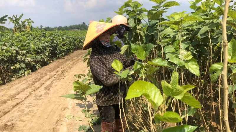 Nông dân xã Quy Mông, tỉnh Lào Cai khôi phục lại diện tích trồng dâu sau ngập úng.