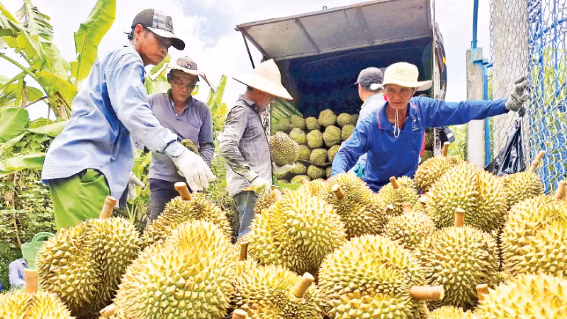 Mua bán sầu riêng giữa thương lái và nông dân tại xã Mỹ Thành, tỉnh Đồng Tháp.