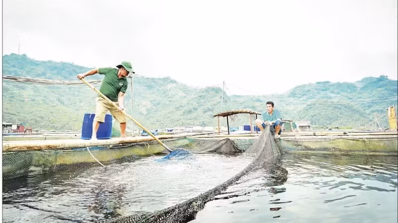 Mô hình nuôi thủy sản tại Hợp tác xã cá sạch Bẩy Tuyển, phường Hòa Bình, tỉnh Phú Thọ. (Ảnh: BẢO LONG)