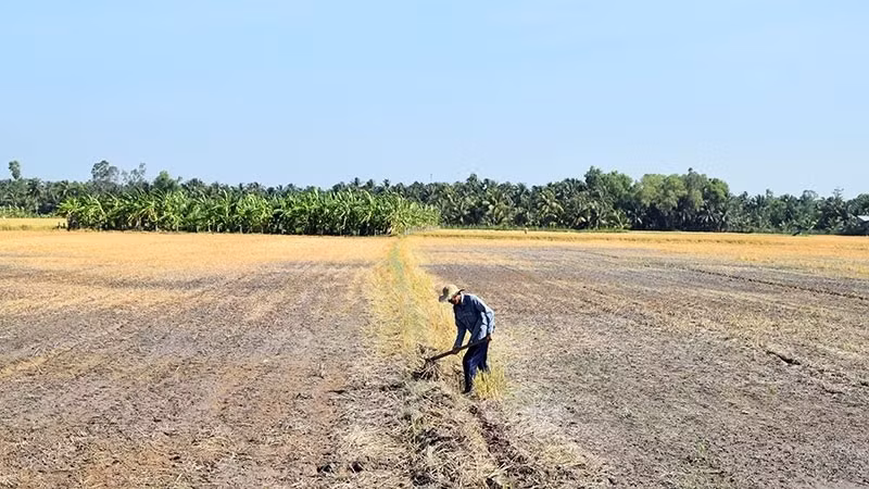 Một c&aacute;nh đồng kh&ocirc; cằn do ảnh hưởng của x&acirc;m nhập mặn. (Ảnh: Nguyễn Sự)