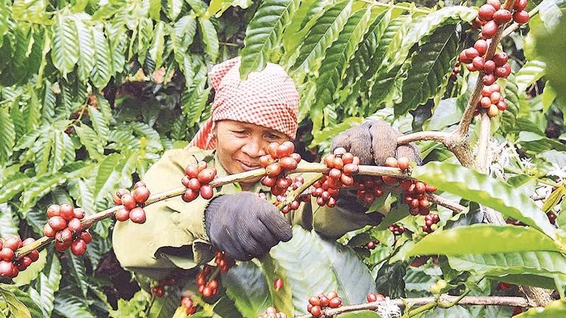 Từ chính sách đặc thù hỗ trợ lãi vay, nhiều hộ đồng bào dân tộc thiểu số Lâm Đồng đã mạnh dạn phát triển sản xuất, vươn lên thoát nghèo.