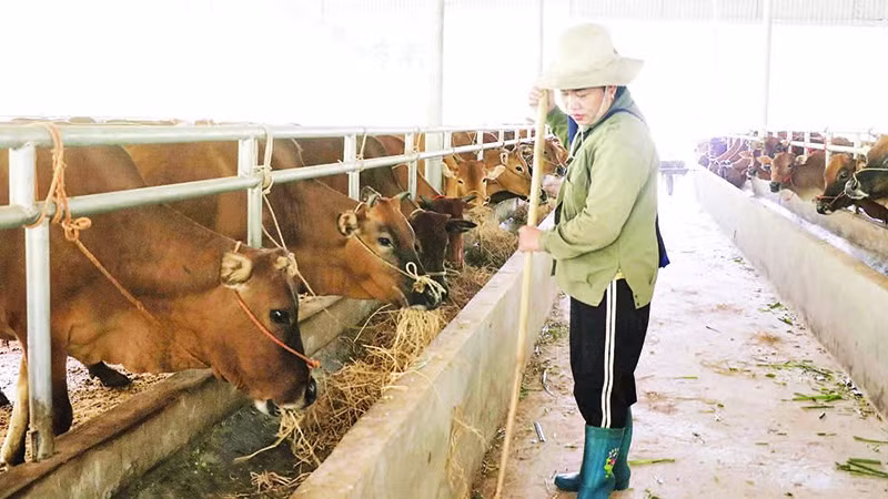 Chăn nuôi đại gia súc trở thành sinh kế bền vững tại xã Nghiên Loan. (Trong ảnh: Chăm sóc đàn bò nuôi nhốt tại Hợp tác xã Giàng Tiến, xã Nghiên Loan).