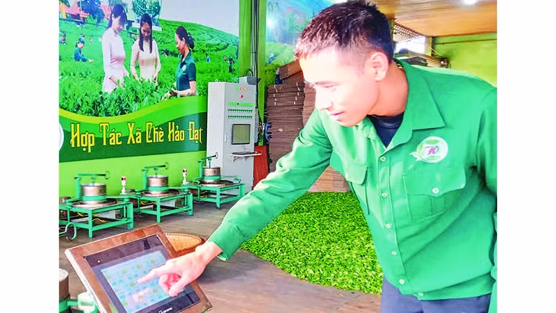 Phó Giám đốc Hợp tác xã Chè Hảo Đạt Đào Văn Toàn vận hành các máy vò chè qua hệ thống điều khiển.