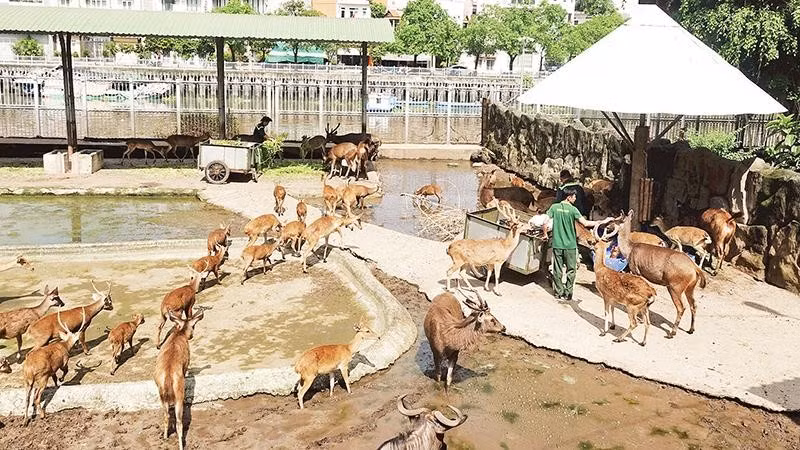 Nhân viên Thảo cầm viên Sài Gòn cho hươu vàng, linh dương ăn (Ảnh MẠNH HẢO)