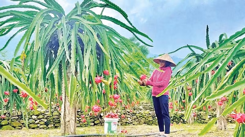 Nhà vườn sẵn sàng chào đón du khách đến tham quan, trải nghiệm dịp lễ hội (Ảnh THÚY QUỲNH)