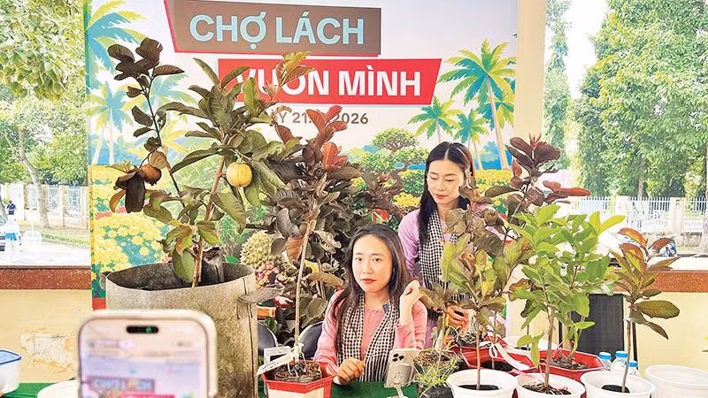 Bà Trịnh Như Ngọc bán sản phẩm cây giống trên sàn thương mại điện tử mang lại hiệu quả cao.