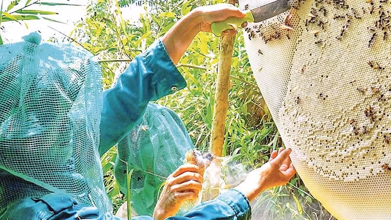 Nhiều người dân U Minh Hạ đã sống được với nghề gác kèo ong truyền thống. Đây là Di sản văn hóa phi vật thể quốc gia.