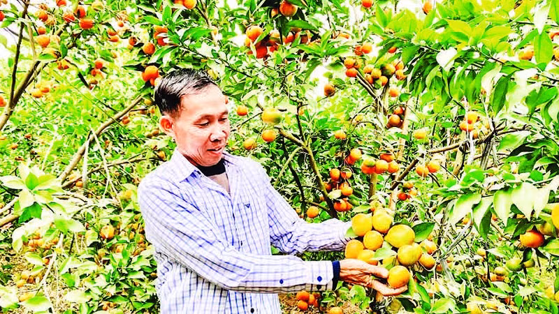  Nông dân huyện Khoái Châu có thu nhập cao nhờ chuyển đổi sang trồng cam.