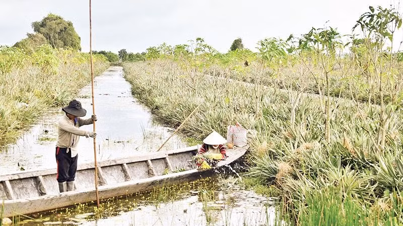 Một diện tích khóm được người dân xen canh trồng xoài dày đặc trong vùng dự án đã quy hoạch Khu công nghiệp Tân Phước 2.