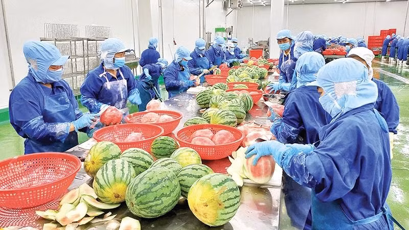 Chế biến trái cây tại Công ty cổ phần công nghiệp thực phẩm Thabico Tiền Giang (xã Bình Ninh, tỉnh Đồng Tháp).