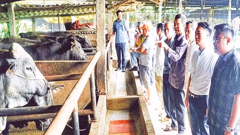 Chăn nuôi bò vỗ béo tuần hoàn mang lại hiệu quả về kinh tế, xã hội và môi trường.