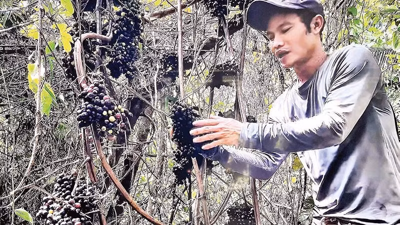 Nguyễn Văn Tèo Em leo cây hái nho rừng (Ảnh CTV)