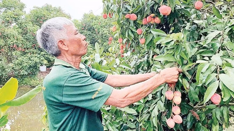 Nông dân xã Đoàn Đào, tỉnh Hưng Yên chuyển đổi trồng vải trứng theo quy trình Viet GAP có giá bán từ 150.000-300.000 đồng/kg.
