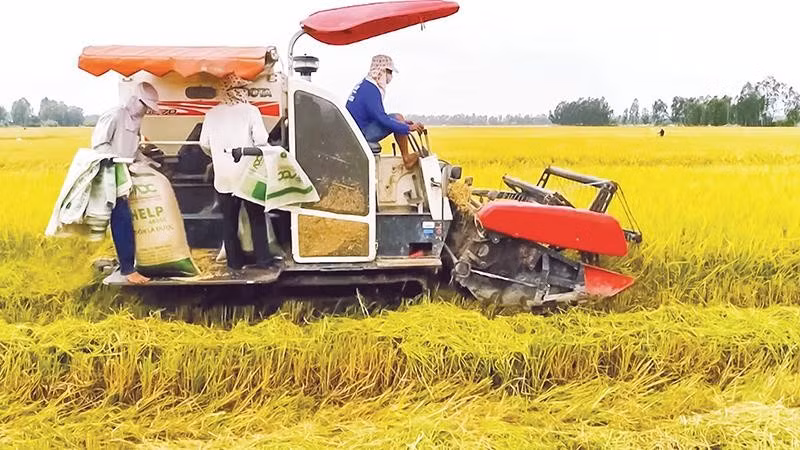 Nông dân thành phố Cần Thơ thu hoạch lúa chất lượng cao.