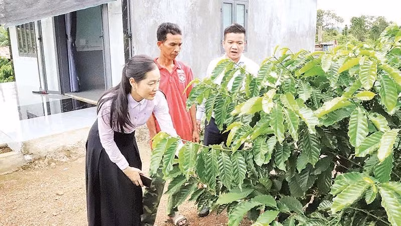 Lãnh đạo xã Ea M'droh hướng dẫn người dân kỹ thuật chăm sóc vườn cà-phê (Ảnh CÔNG LÝ)
