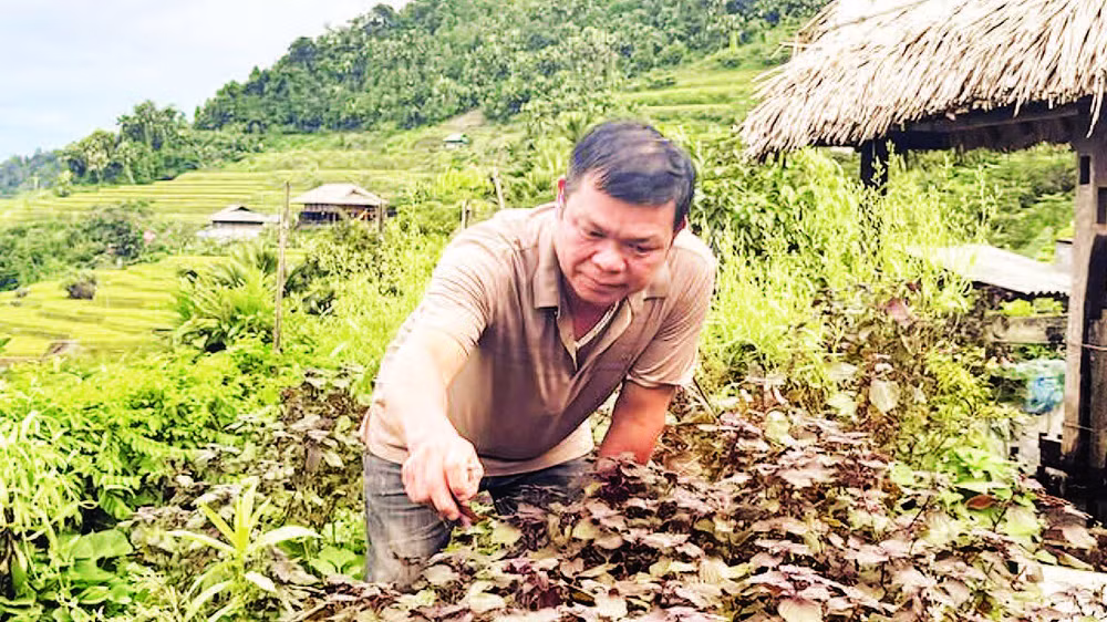 Ông Tương Văn Kiảng chăm sóc vườn rau, ao cá phục vụ nhu cầu sử dụng thực phẩm sạch cho du khách đến nghỉ tại homestay của gia đình.