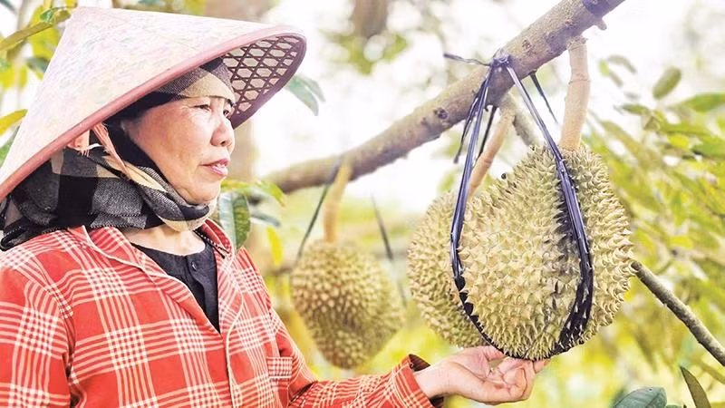 Bà Nguyễn Thị Nhơn bên vườn sầu riêng của mình.