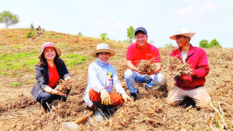 Chị Lương Thị Mỹ Huệ (ngoài cùng bên trái) thăm vùng nguyên liệu gừng sẻ xã Đăk Tô.