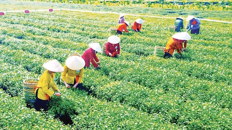 Thi hái chè ở Lễ hội chè xã Đường Hoa, Quảng Ninh.