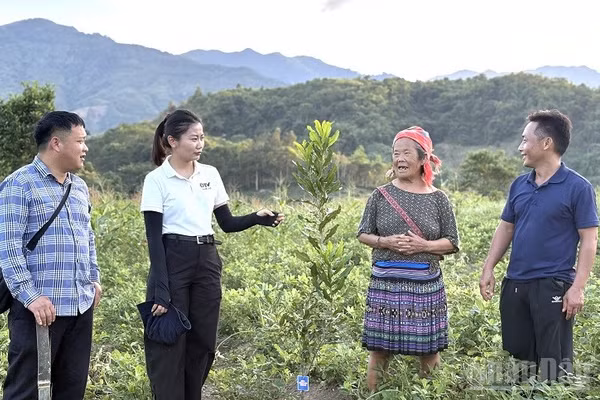 Người dân bản Nậm Pố 3, xã Mường Nhé vui mừng chia sẻ về niềm hy vọng giảm nghèo từ cây mắc-ca và cây cà-phê được trồng thay thế các loại cây truyền thống năng suất thấp. (Ảnh: LÊ LAN)