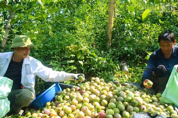 Người dân bản Pa Pốm, phường Điện Biên Phủ thu hoạch chanh leo được trồng thử nghiệm theo mô hình. (Ảnh: LÊ LAN)