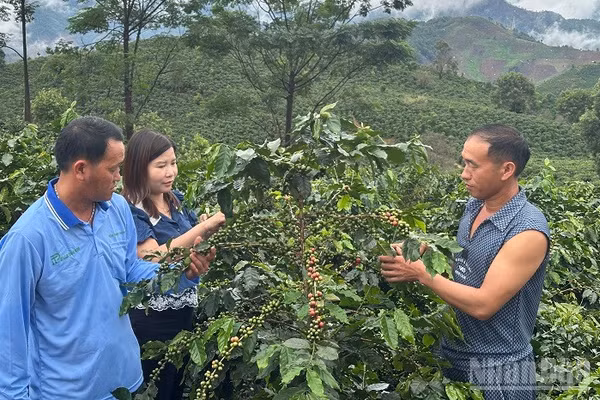 Cán bộ Trung tâm Dịch vụ tổng hợp xã Quài Tở (Điện Biên) hướng dẫn người dân bản Chế Á cách hái chọn quả cà-phê chín để không ảnh hưởng cây. (Ảnh: LÊ LAN)