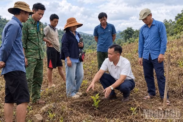 Anh Sùng A Dia (áo trắng) đang hướng dẫn người dân cách chăm sóc cây cà-phê trong giai đoạn đầu. (Ảnh: LÊ LAN)