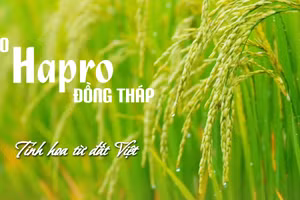 Gạo Hapro Đồng Tháp - Tinh hoa từ đất Việt