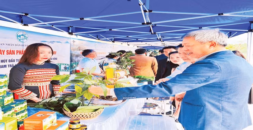 Nâng tầm giá trị sâm Ngọc Linh
