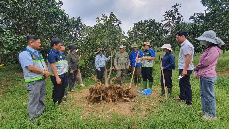 huong-dan-nguoi-dan-tinh-ha-tinh-khoi-phuc-vuon-buoi-sau-mua-bao-anh-do-tuan-7298.jpg