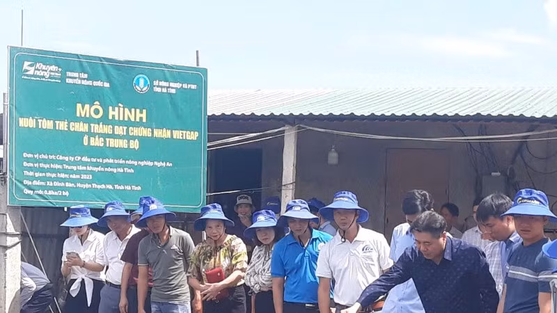 Trung tâm Khuyến nông quốc gia hỗ trợ xây dựng mô hình nuôi tôm thẻ chân trắng khu vực Bắc Trung Bộ.